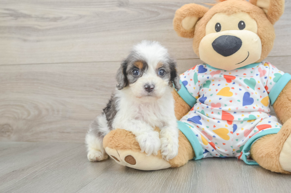 6 week old Cavapoo Puppy For Sale - Florida Fur Babies