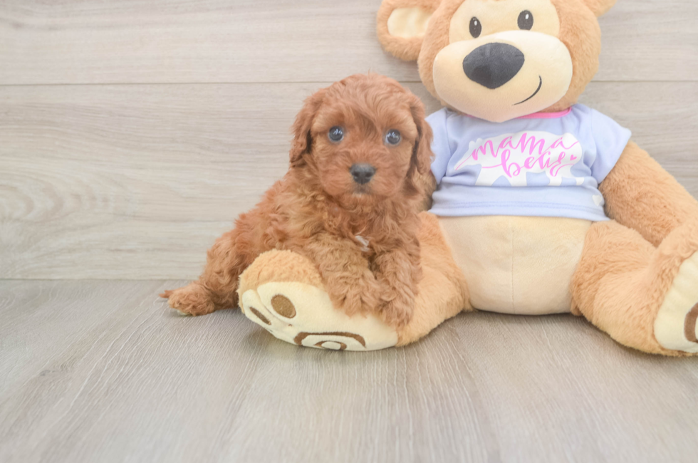 5 week old Cavapoo Puppy For Sale - Florida Fur Babies