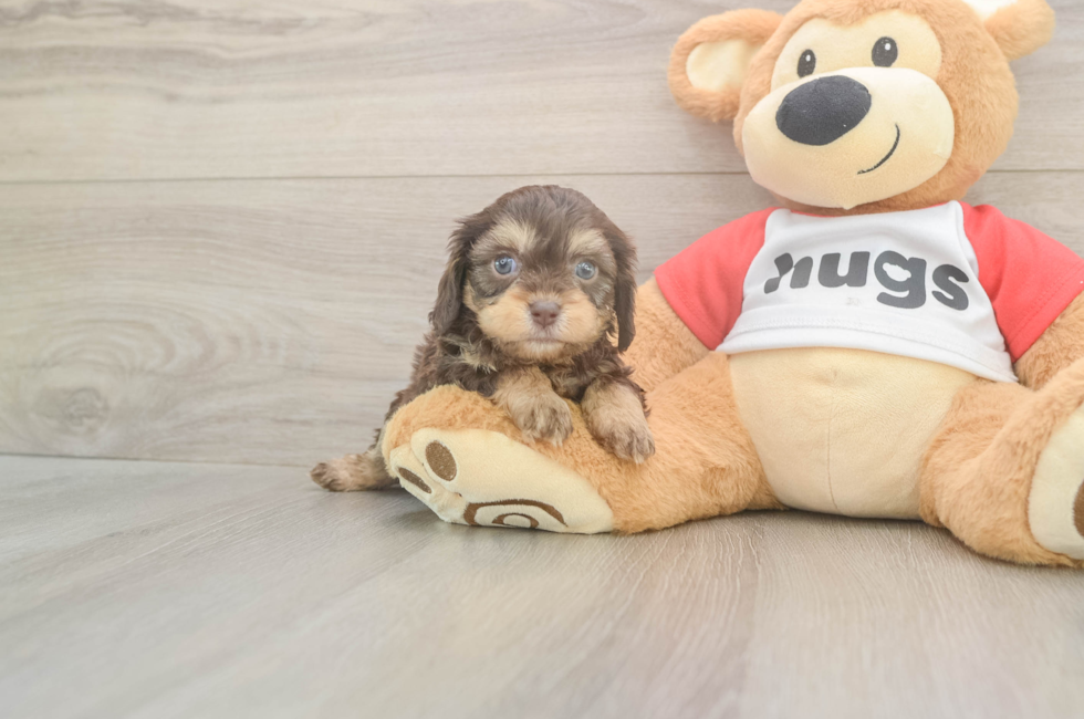 5 week old Cavapoo Puppy For Sale - Florida Fur Babies