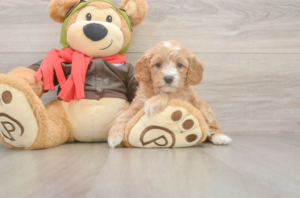 5 week old Cavapoo Puppy For Sale - Florida Fur Babies