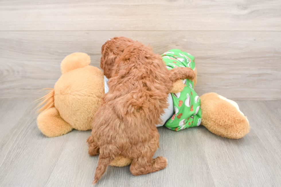 Energetic Cavoodle Poodle Mix Puppy