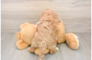 Best Cavapoo Baby