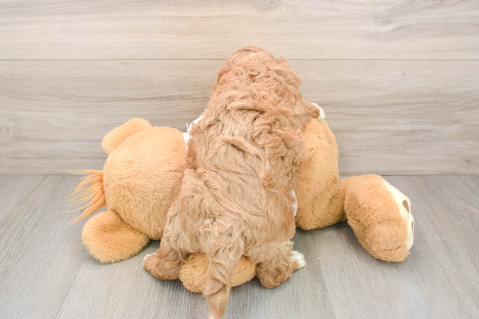 Best Cavapoo Baby