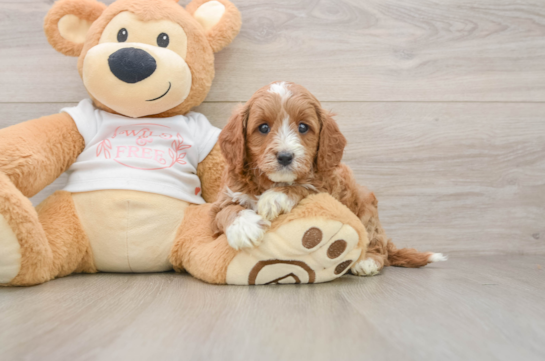 Sweet Cavapoo Baby