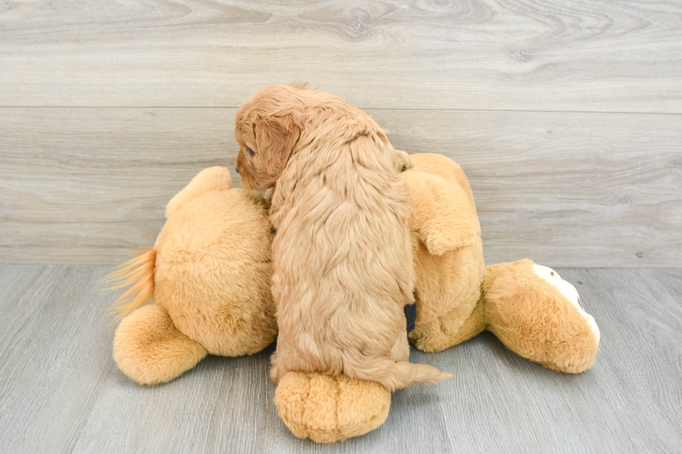 Adorable Cavalier King Charles Spaniel and Poodle Mix Poodle Mix Puppy