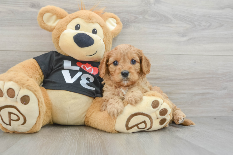 Playful Cavapoodle Poodle Mix Puppy