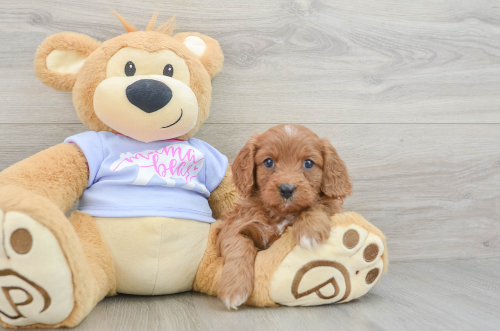 5 week old Cavapoo Puppy For Sale - Florida Fur Babies