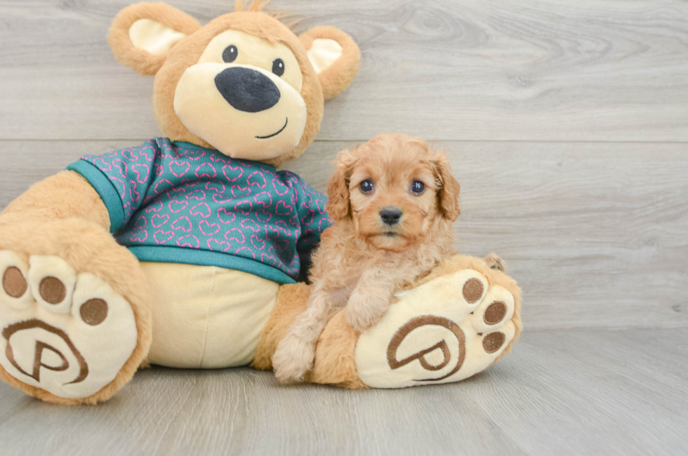 6 week old Cavapoo Puppy For Sale - Florida Fur Babies