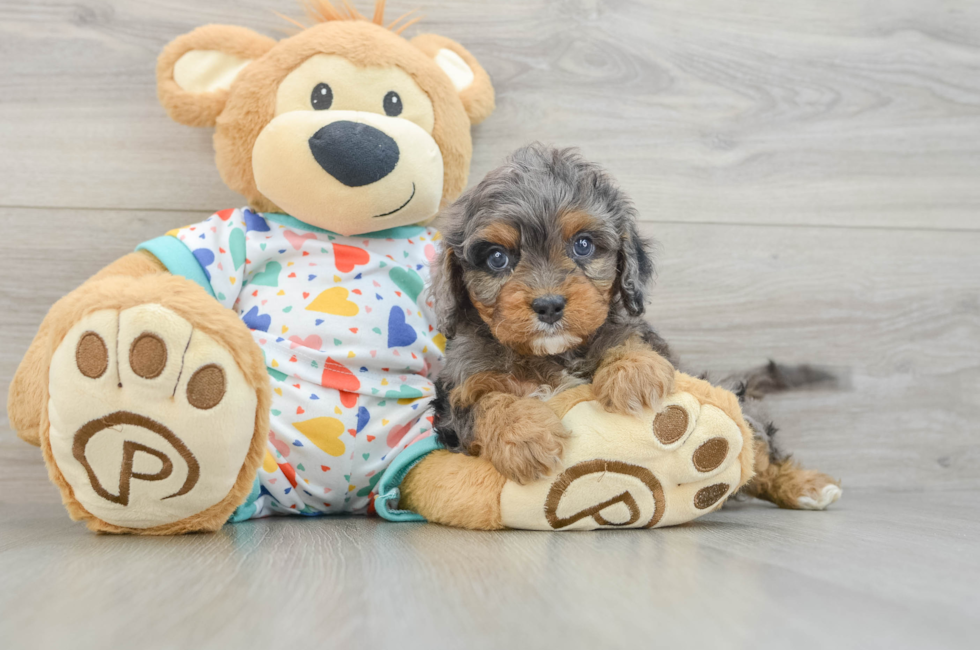 7 week old Cavapoo Puppy For Sale - Florida Fur Babies