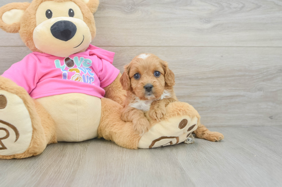 6 week old Cavapoo Puppy For Sale - Florida Fur Babies