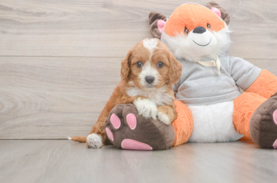 Best Cavapoo Baby