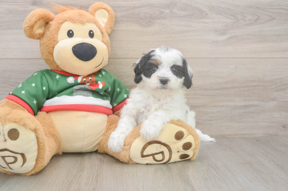 5 week old Cavapoo Puppy For Sale - Florida Fur Babies