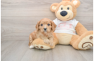 Best Cavapoo Baby