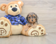 8 week old Cavapoo Puppy For Sale - Florida Fur Babies