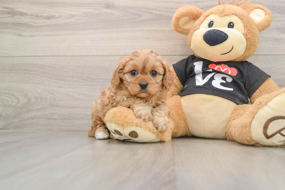 Cavapoo Puppy for Adoption