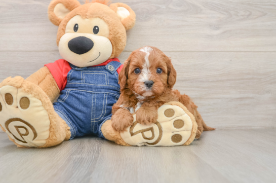 Cavapoo Pup Being Cute