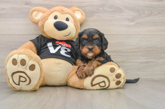 Happy Cavapoo Baby
