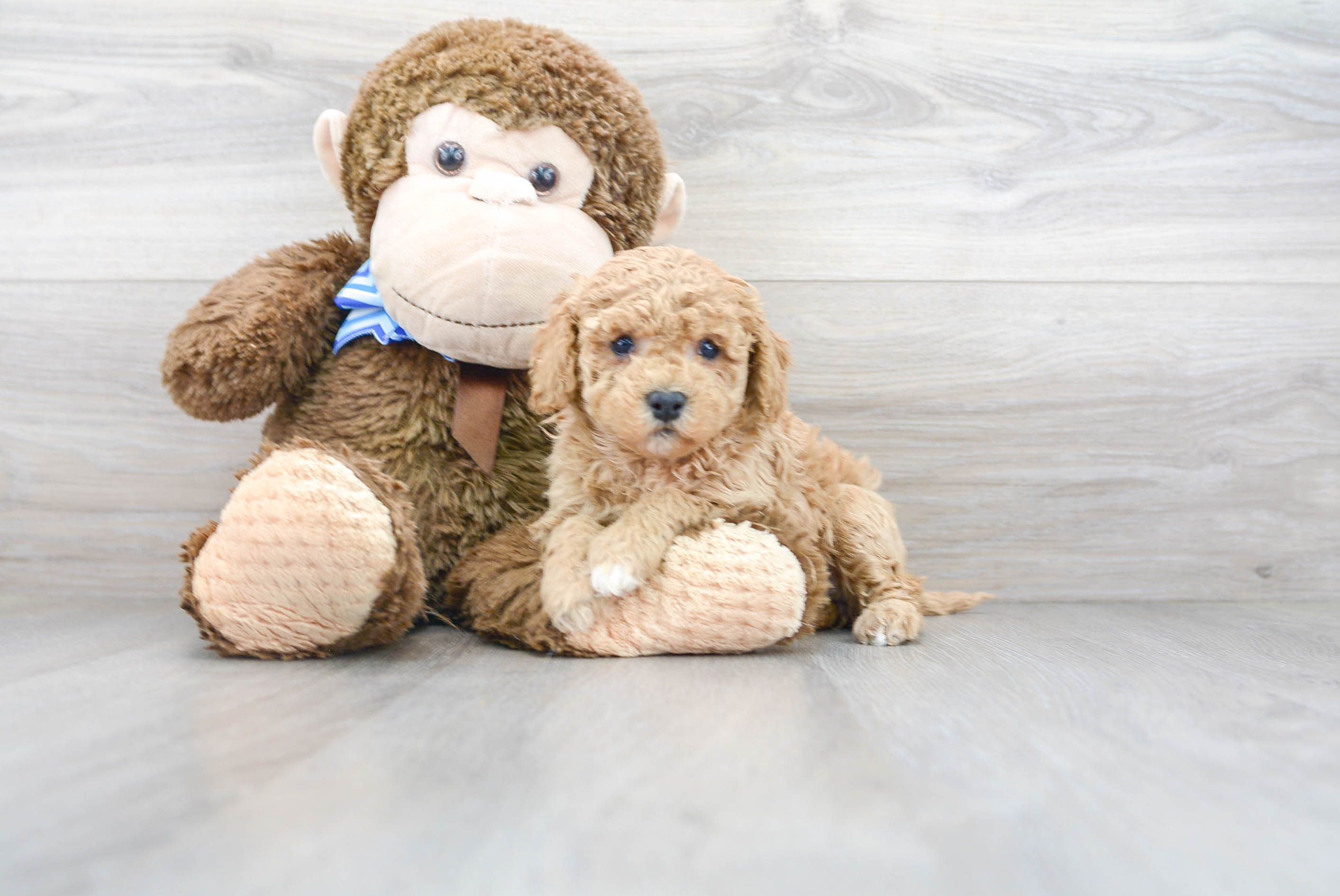Best Cavapoo Baby