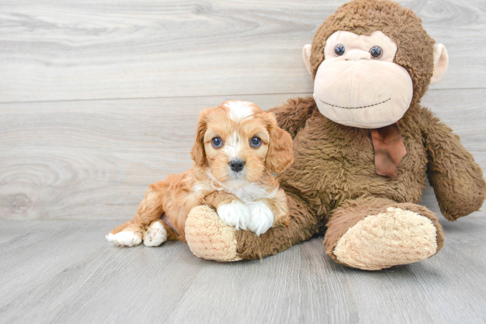 Playful Cavoodle Poodle Mix Puppy