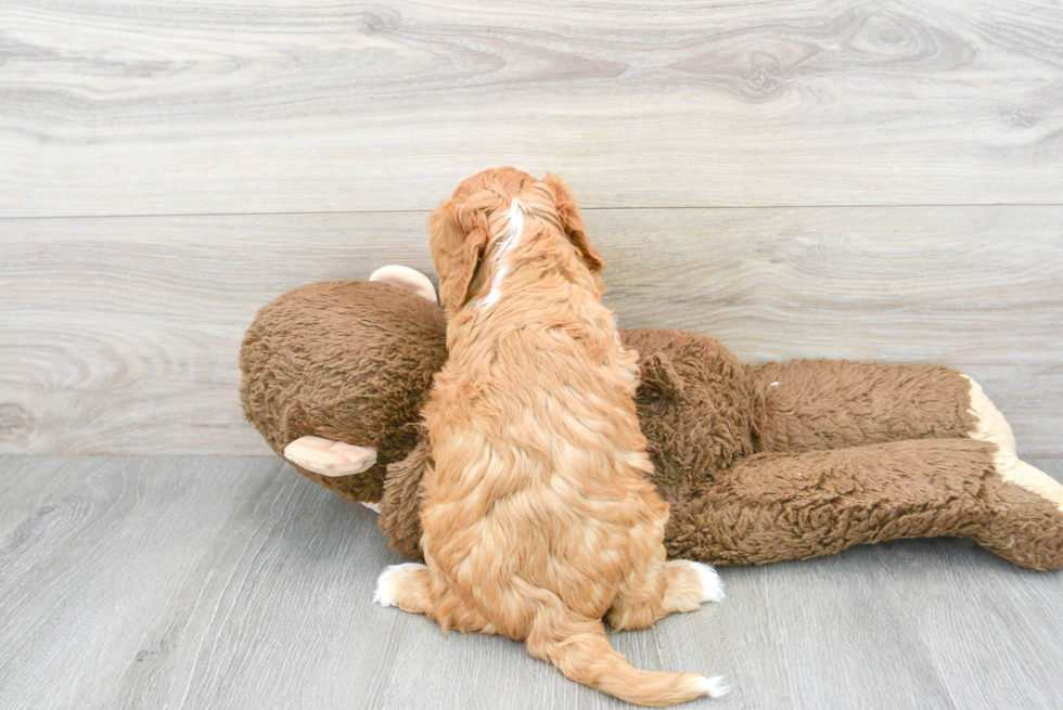 Cute Cavapoo Baby