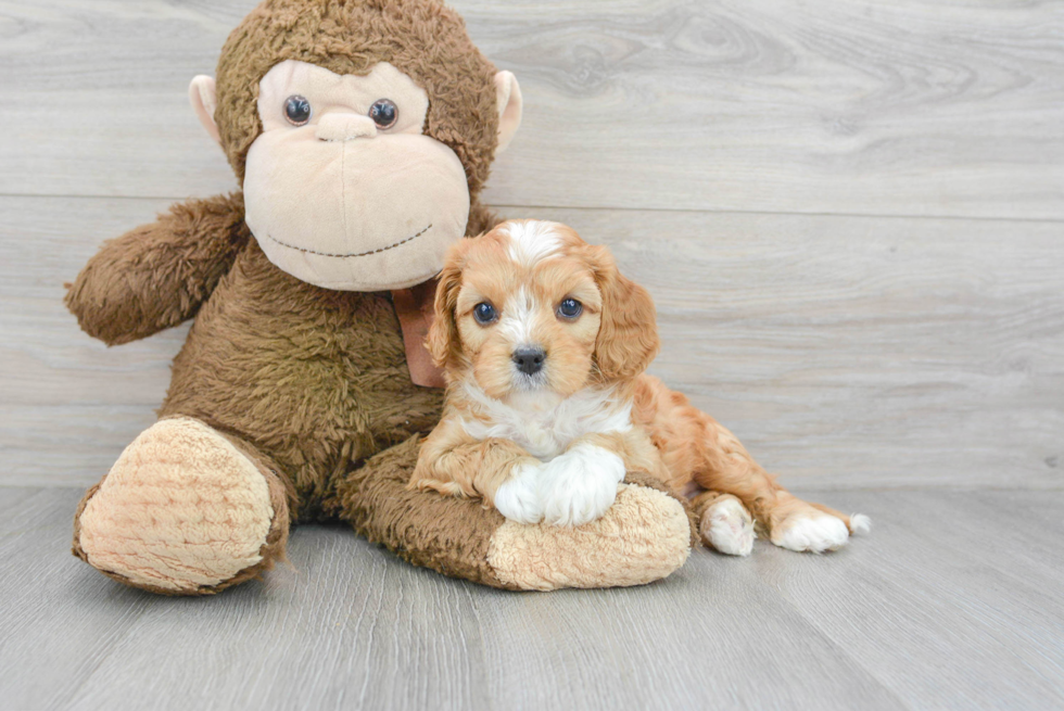 Best Cavapoo Baby