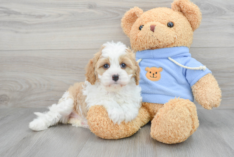 Cavapoo Puppy for Adoption