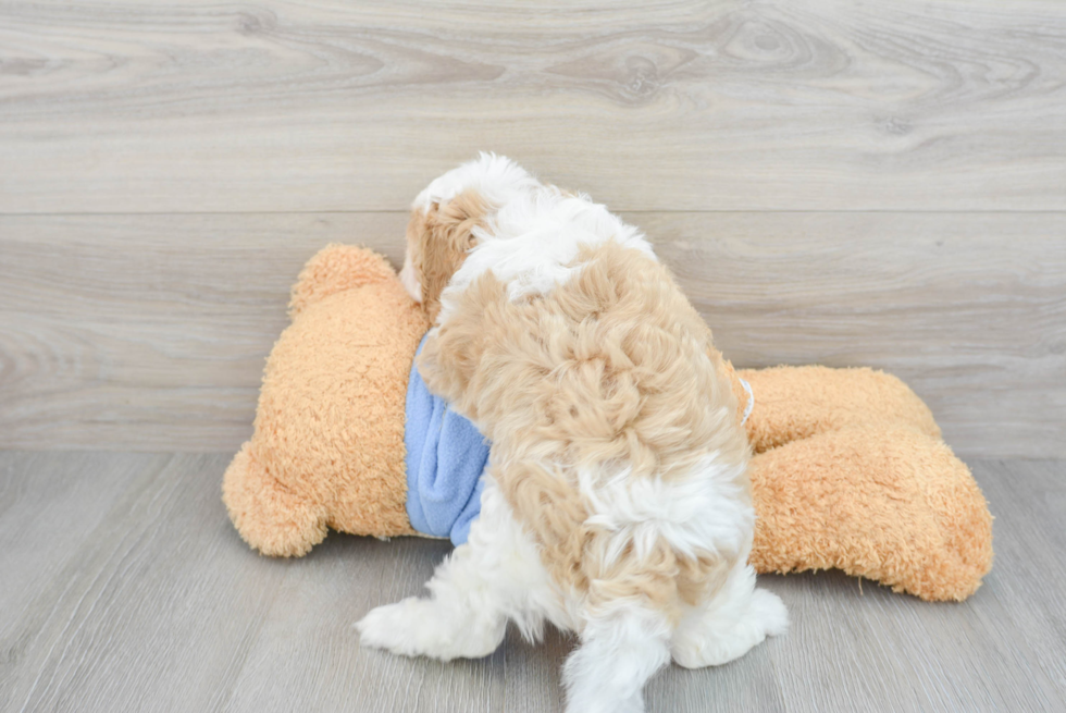 Cavapoo Pup Being Cute