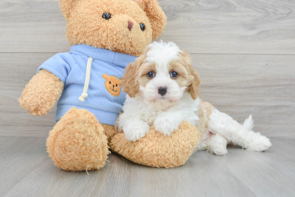 Cavapoo Pup Being Cute