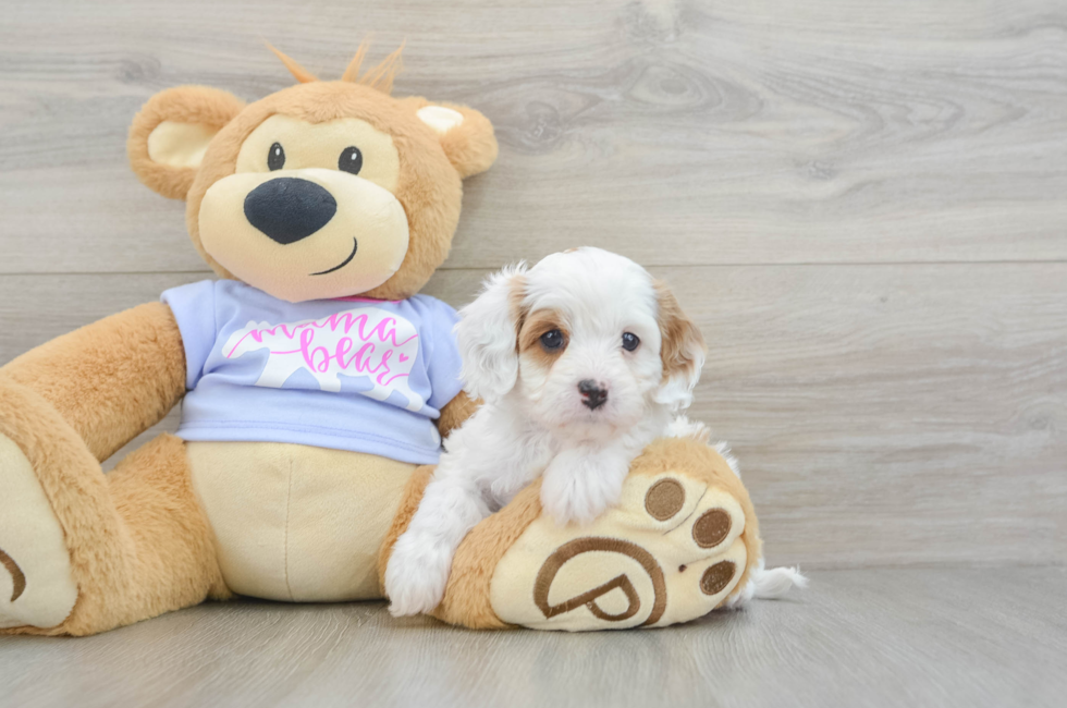 5 week old Cavapoo Puppy For Sale - Florida Fur Babies