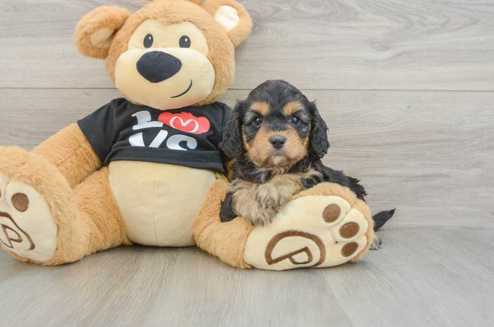 7 week old Cavapoo Puppy For Sale - Florida Fur Babies