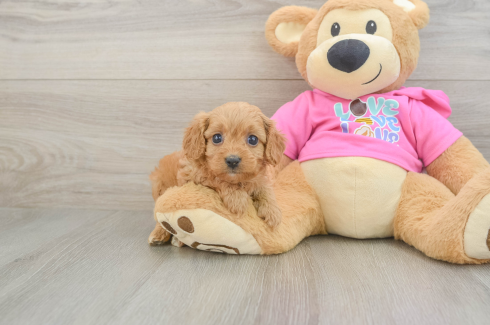 6 week old Cavapoo Puppy For Sale - Florida Fur Babies