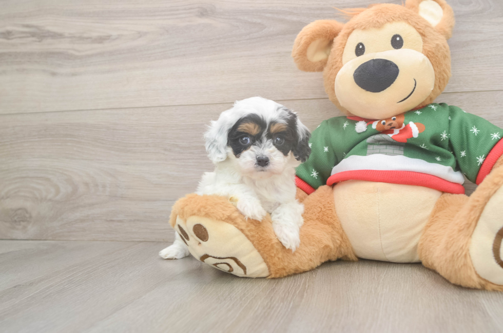 5 week old Cavapoo Puppy For Sale - Florida Fur Babies