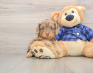 8 week old Cavapoo Puppy For Sale - Florida Fur Babies