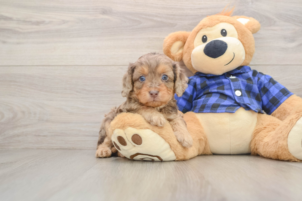 Cavapoo Pup Being Cute