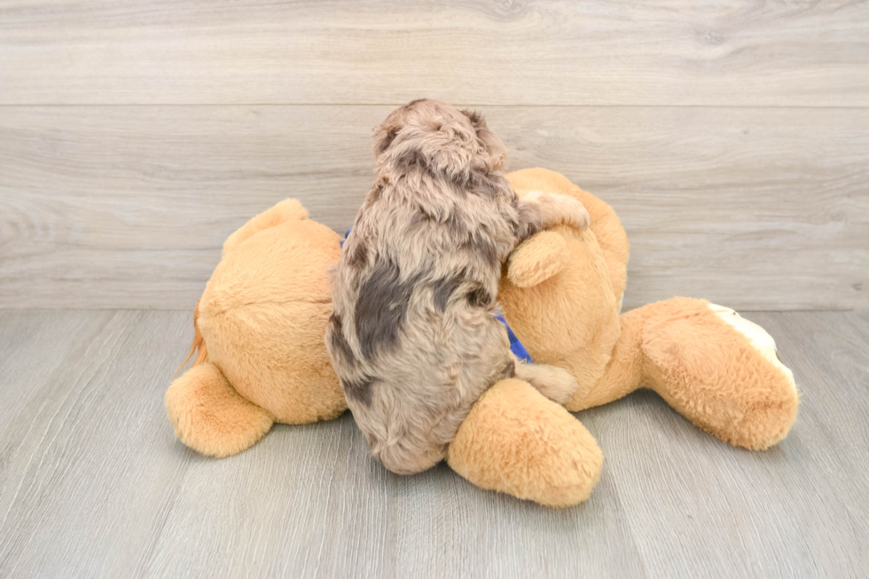 Adorable Cavalier King Charles Spaniel and Poodle Mix Poodle Mix Puppy