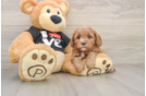 Cavapoo Pup Being Cute