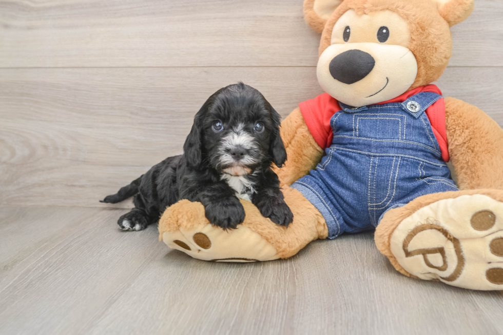 Popular Cavapoo Poodle Mix Pup
