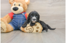 Cavapoo Puppy for Adoption