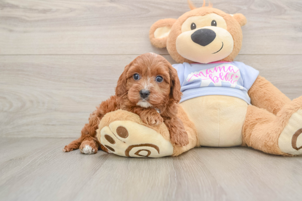 Best Cavapoo Baby