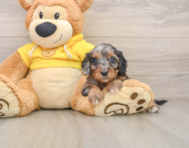 8 week old Cavapoo Puppy For Sale - Florida Fur Babies
