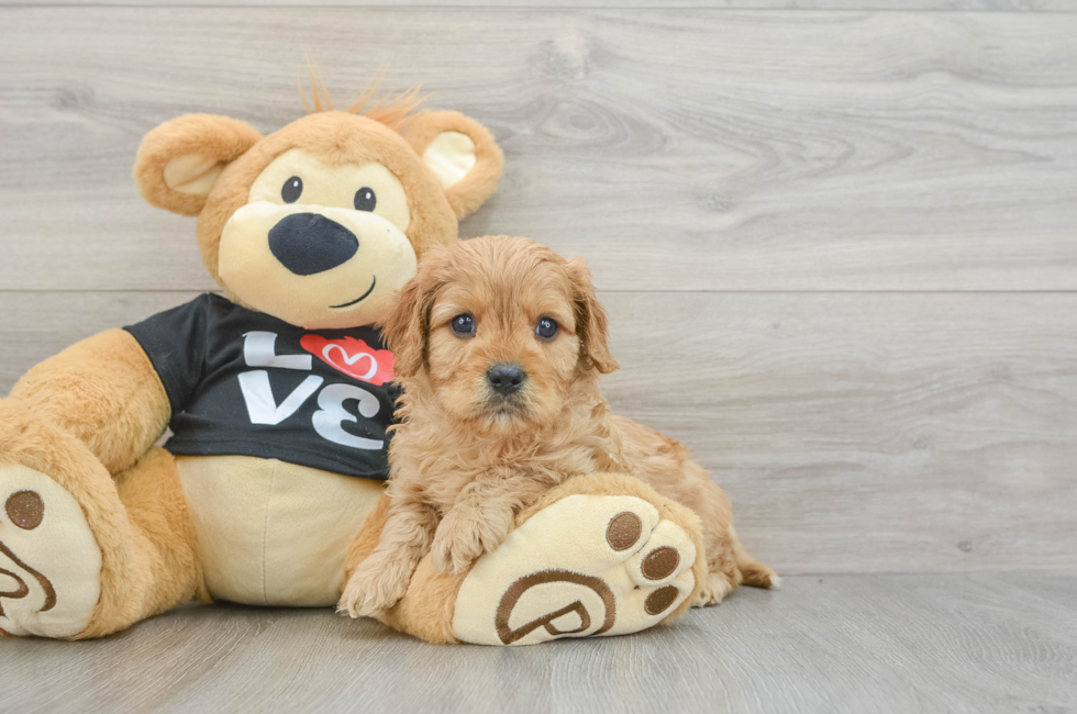 6 week old Cavapoo Puppy For Sale - Florida Fur Babies