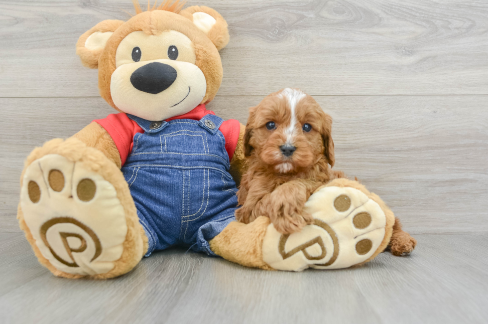 7 week old Cavapoo Puppy For Sale - Florida Fur Babies