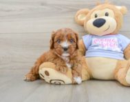 7 week old Cavapoo Puppy For Sale - Florida Fur Babies