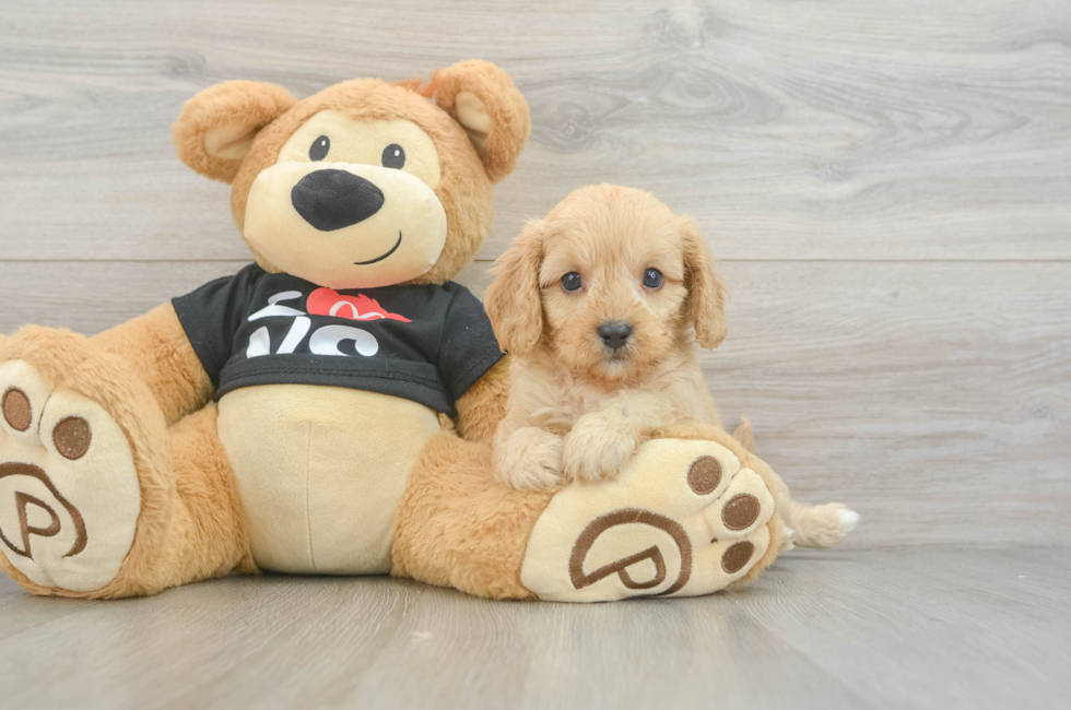 7 week old Cavapoo Puppy For Sale - Florida Fur Babies