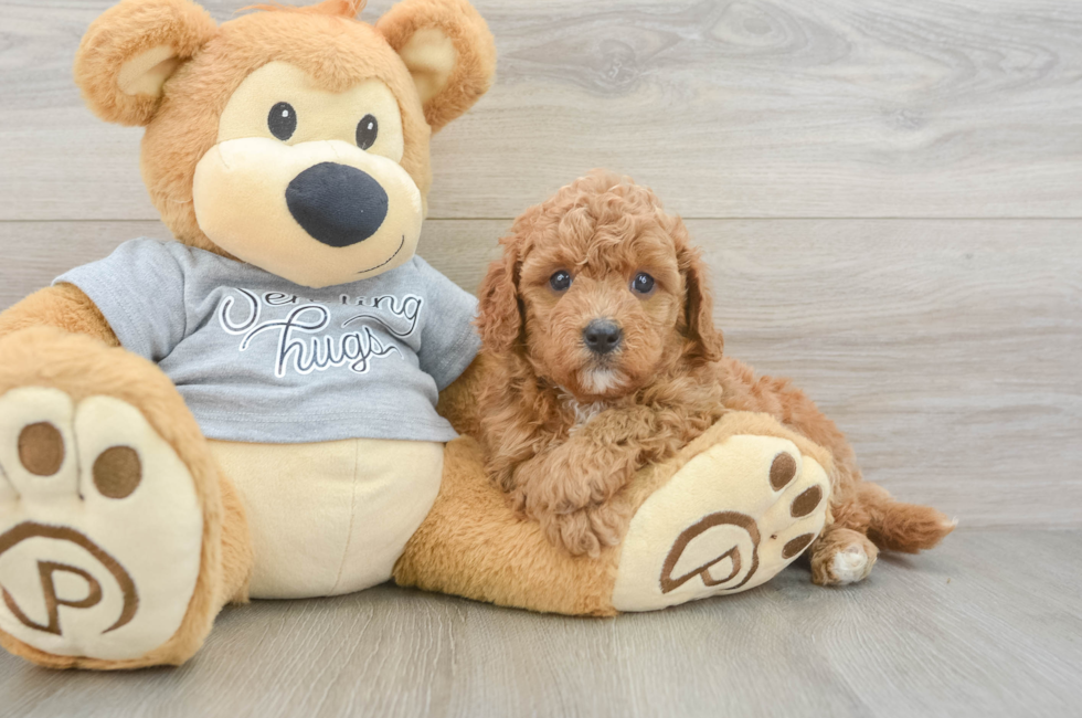 5 week old Cavapoo Puppy For Sale - Florida Fur Babies