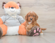 8 week old Cavapoo Puppy For Sale - Florida Fur Babies