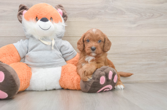 Cavapoo Pup Being Cute