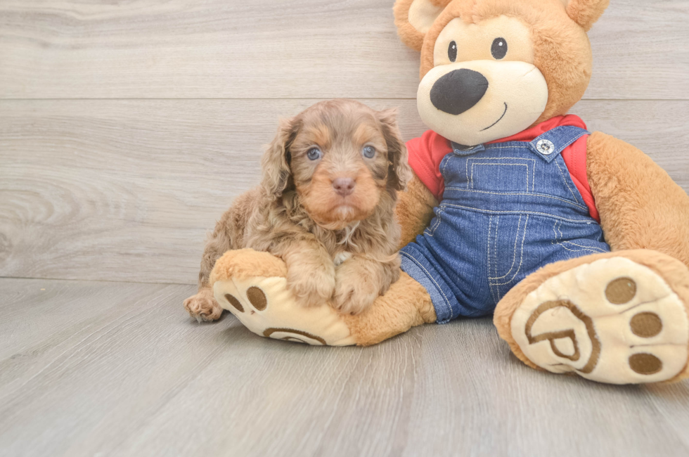 5 week old Cavapoo Puppy For Sale - Florida Fur Babies