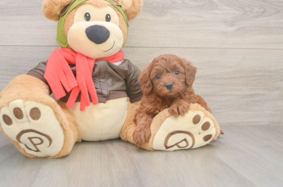 5 week old Cavapoo Puppy For Sale - Florida Fur Babies