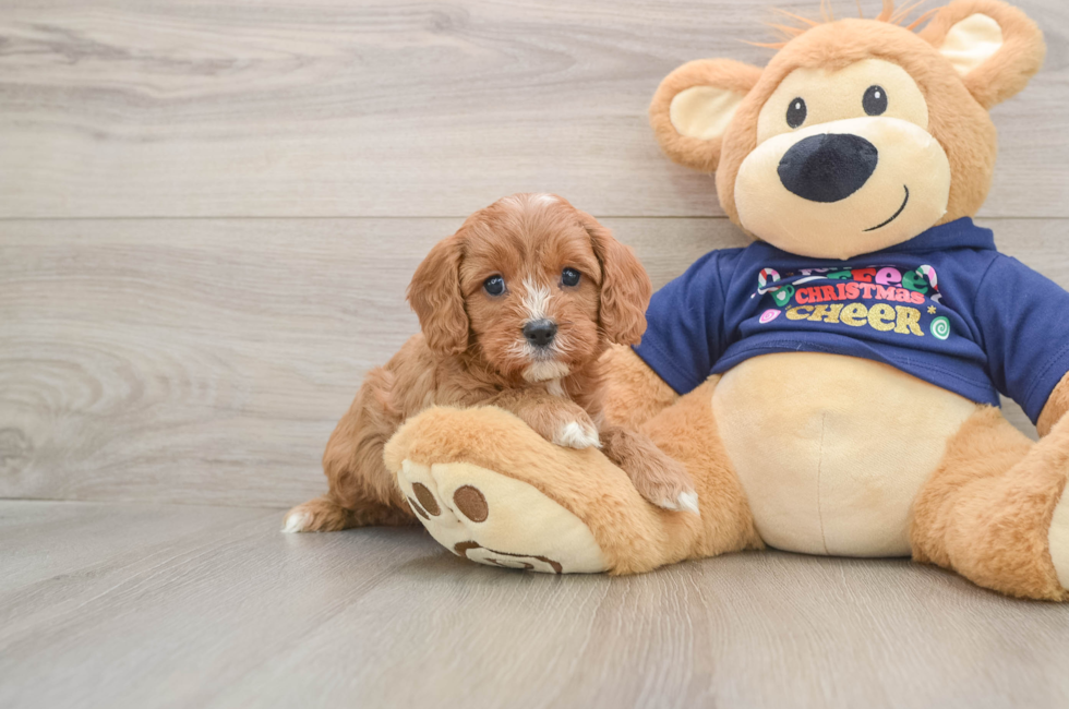5 week old Cavapoo Puppy For Sale - Florida Fur Babies